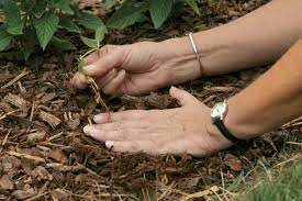 How to Stop Weeds in Garden Bed