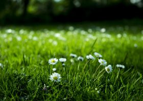 How to Get Rid of Weeds Without Killing Grass